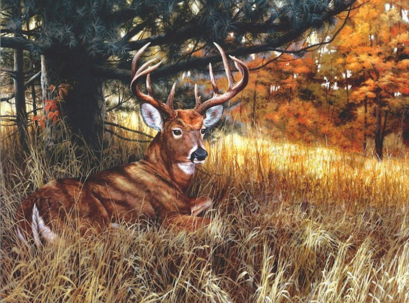 Animal Cerf Peintures Par Numéros PBNDEERW35