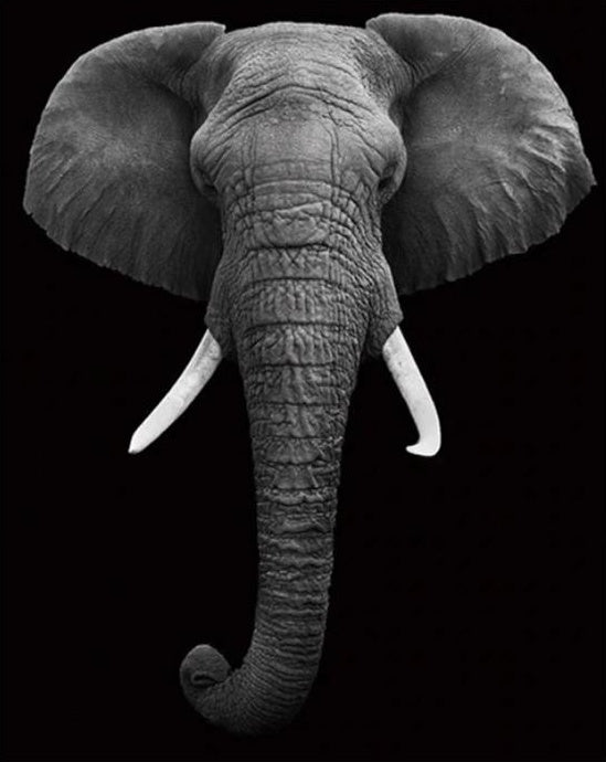 Animal Éléphant Peintures Par Numéros PBNELEL21