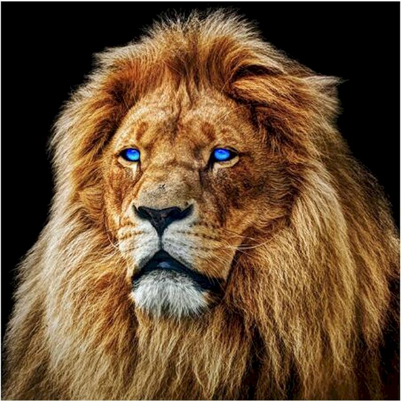 Animal Lion Peintures Par Numéros PBNLIONSQR2