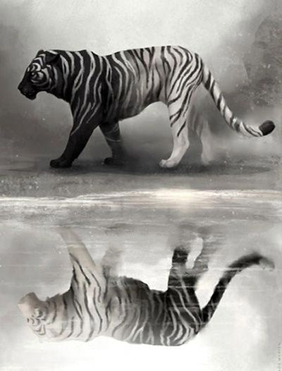 Animal Tigre Peintures Par Numéros PBNTIGL34