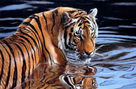 Animal Tigre Peintures Par Numéros PBNTIGW37