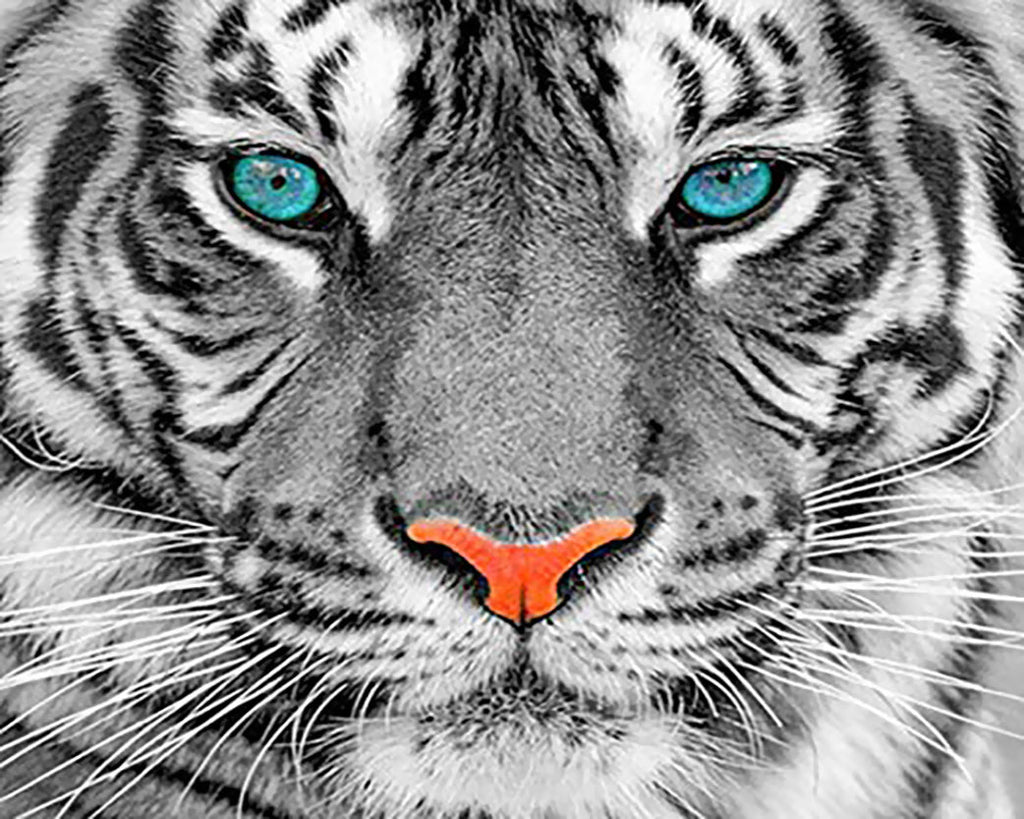 Animal Tigre Peintures Par Numéros PBNTIGW45