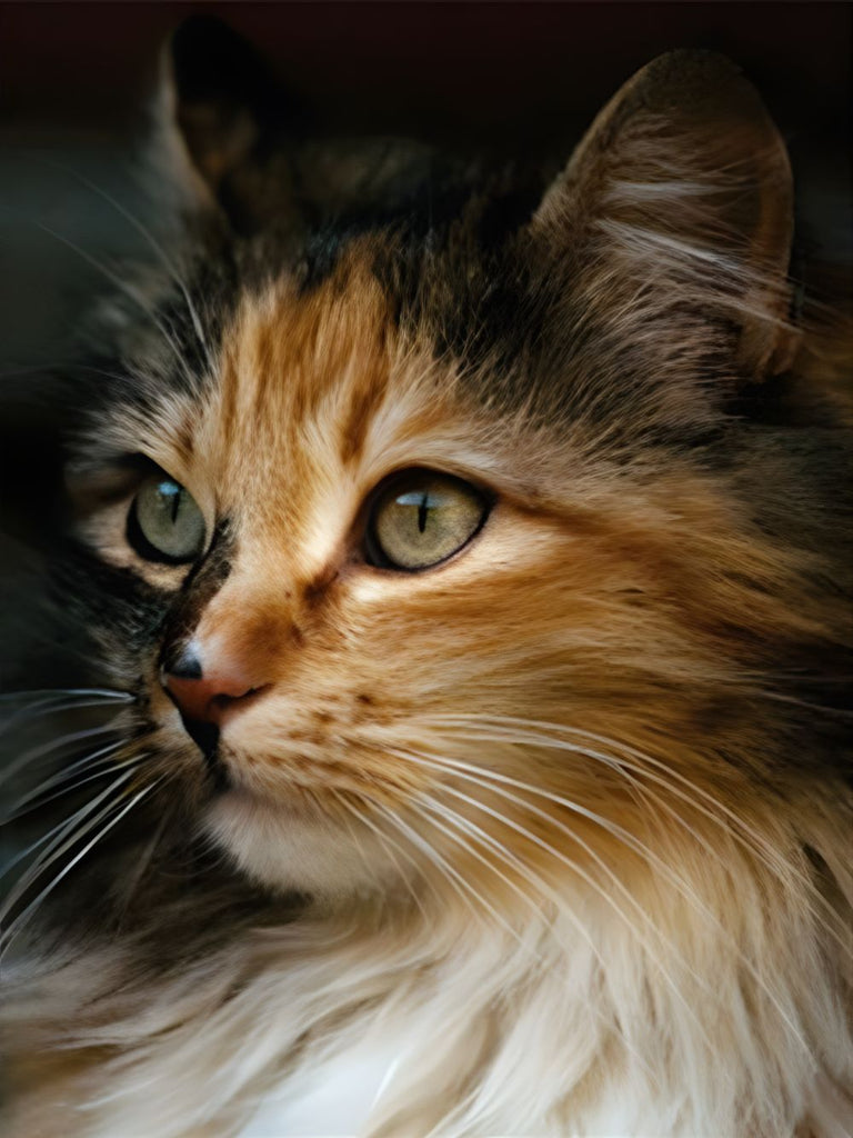Chat à Poil Long Elegant Peinture par Numéros