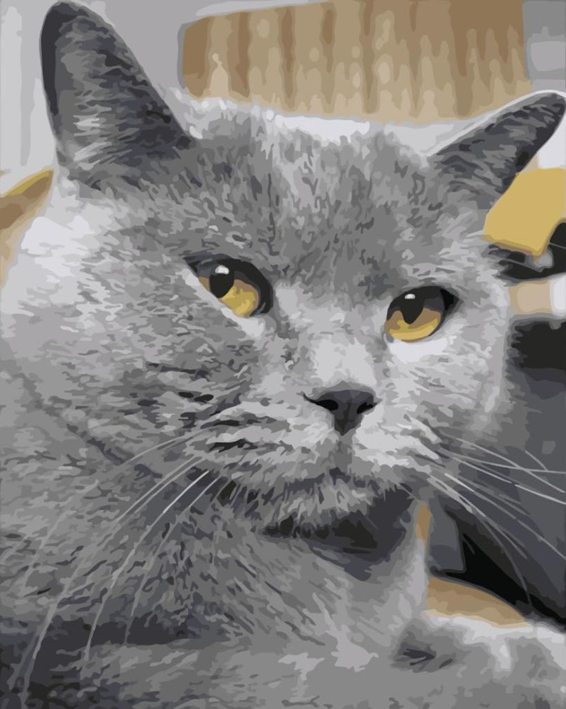 Chat British Shorthair aux Yeux Jaunes Peinture par Numéros