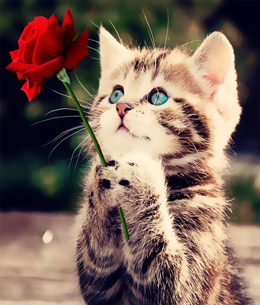 Chaton Tenant une Rose Peinture par Numéros