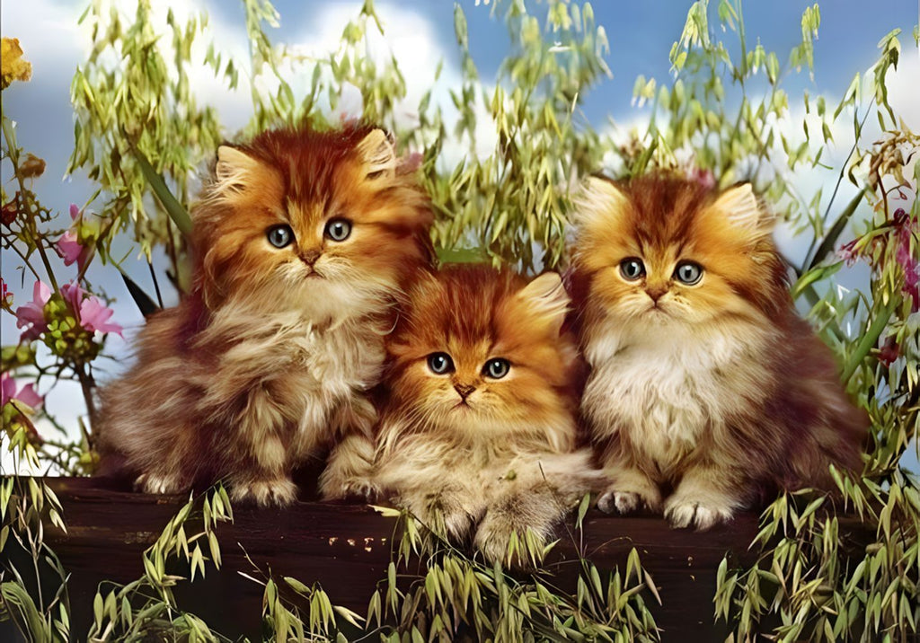 Chatons Oranges Peinture par Numéros