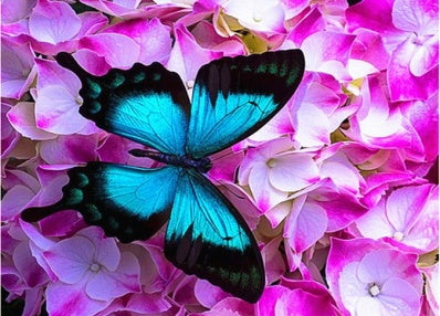 Papillon Peintures Par Numéros PBNBUTW004