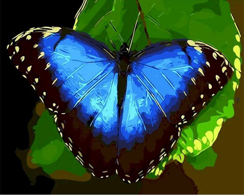 Papillon Peintures Par Numéros PBNBUTW008