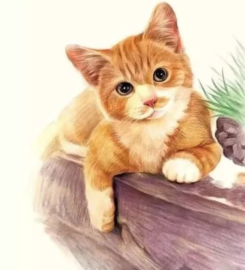 Animal Chat Peintures Par Numéros PBNCATL152