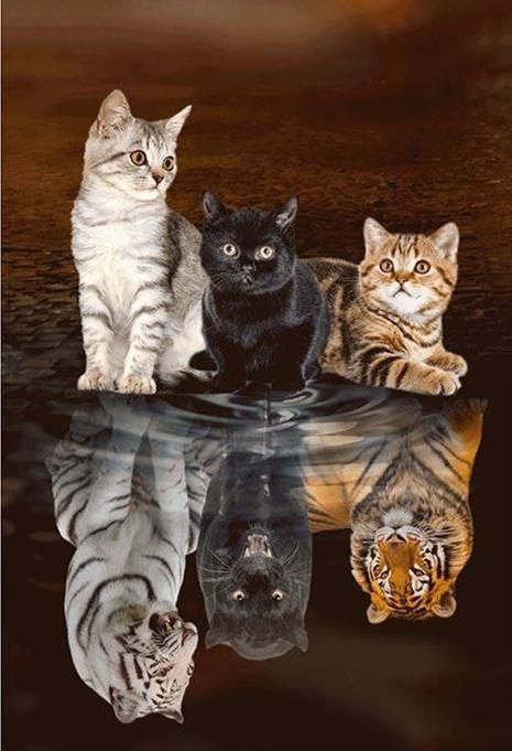 Animal Cat Paint By Numbers Canvas Wall Set PBNCATL18
