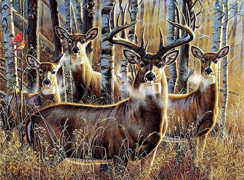 Animal Cerf Peintures Par Numéros PBNDEERW40