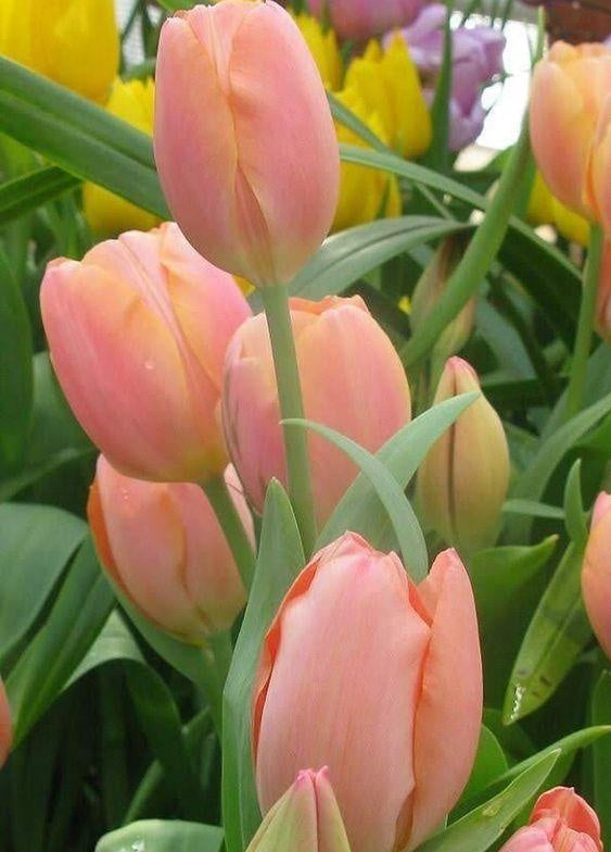 Tulipe Fleur Peintures Par Numéros PBNFLOL109