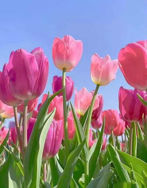 Tulipe Fleur Peintures Par Numéros PBNFLOL257