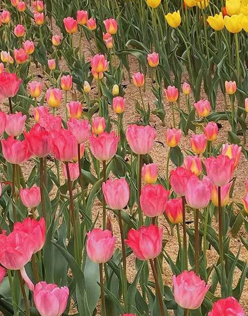Tulipe Fleur Peintures Par Numéros PBNFLOL302