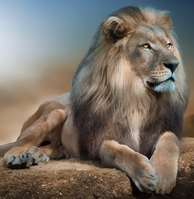 Animal Lion Peintures Par Numéros PBNLIONSQR5