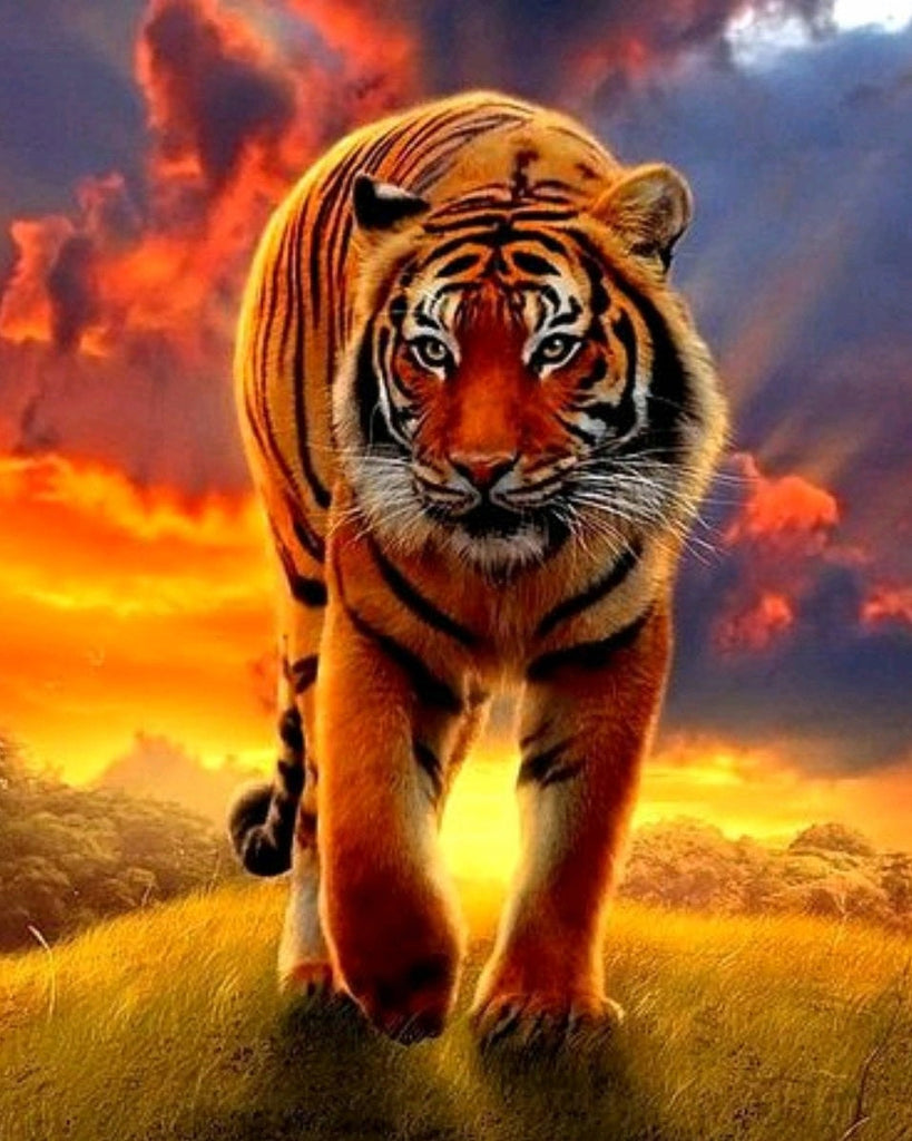 Animal Tigre Peintures Par Numéros PBNTIGL20