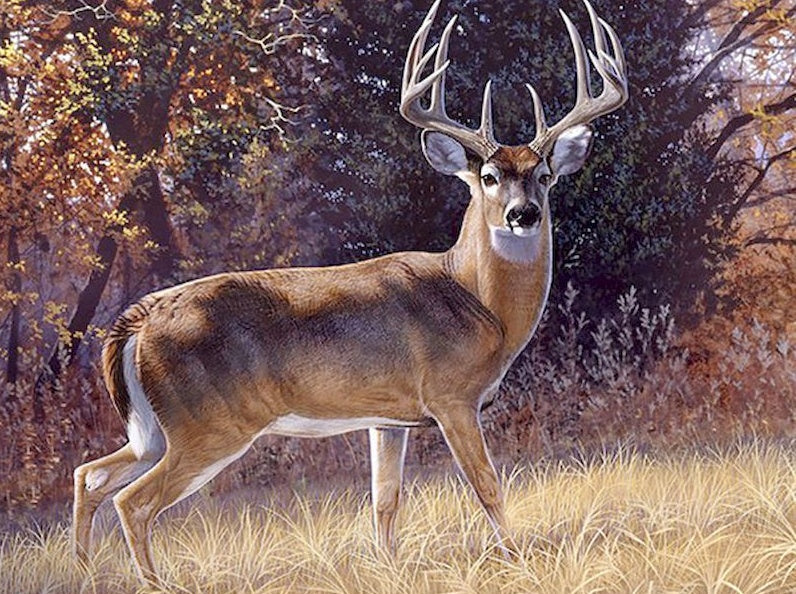 Animal Cerf Puissant Peinture par Numéros