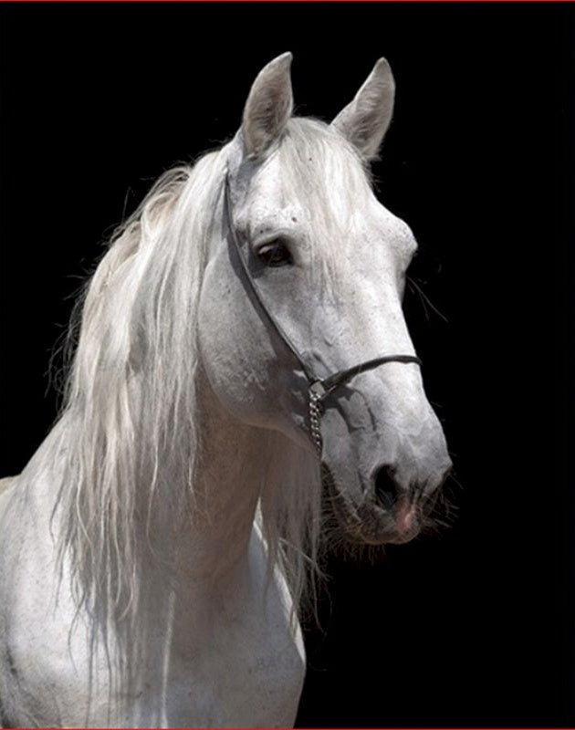 Animal Cheval Blanc Peinture par Numéros