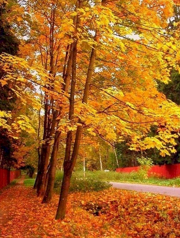 Arbres d'Automne Peinture par Numéros
