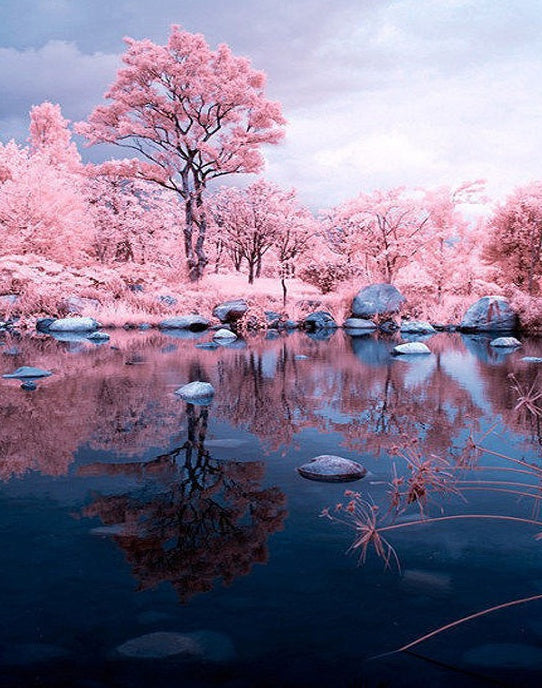 Arbres Roses et Lac Peinture par Numéros