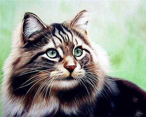 Beau Chat Peinture par Numéros