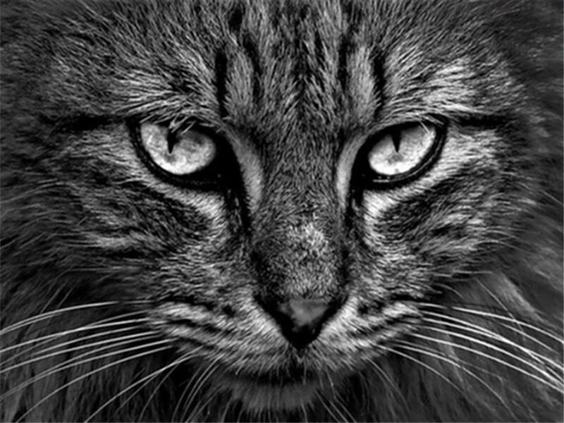 Beau Chat Peinture par Numéros