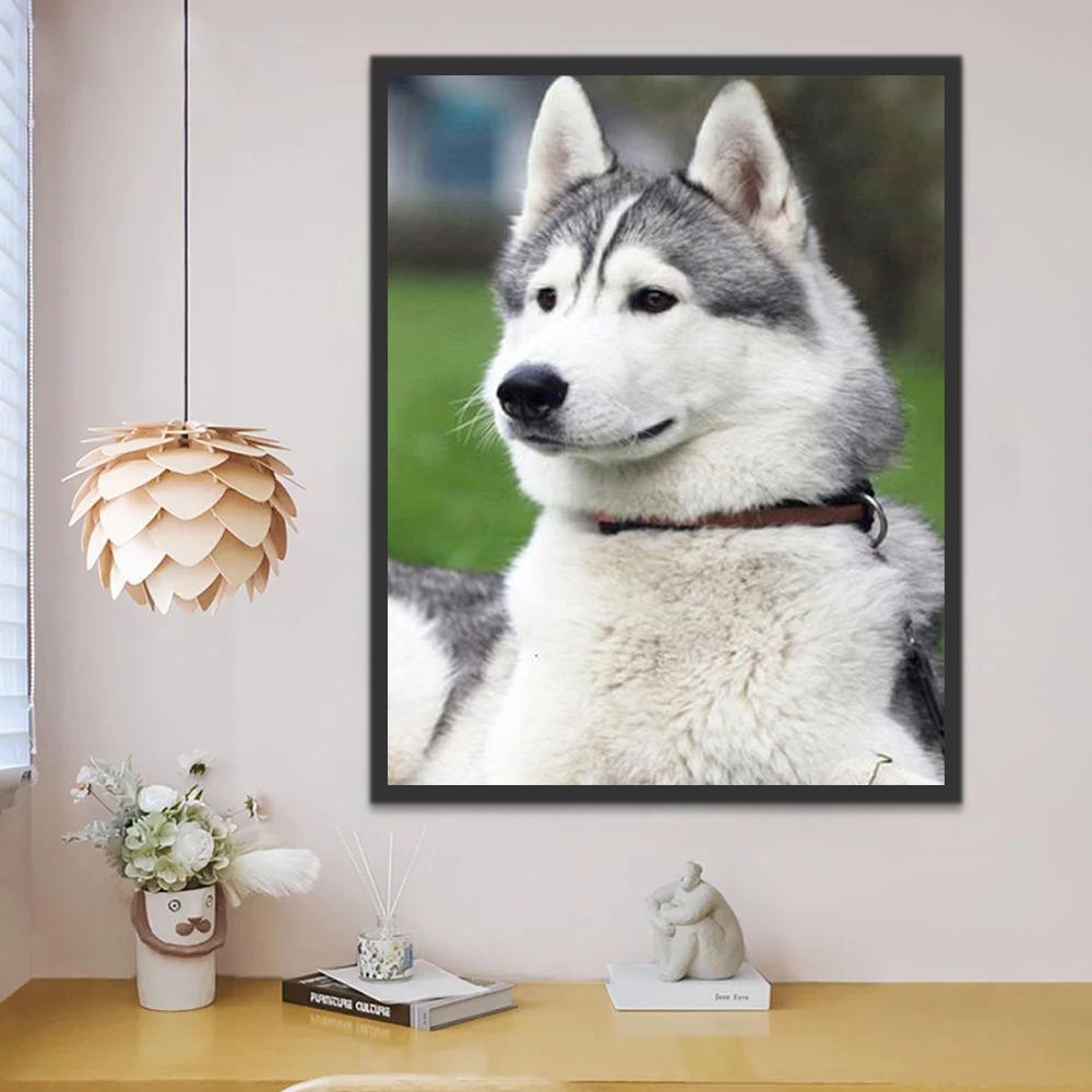 Beau Husky Peinture par Numéros