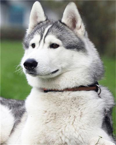 Beau Husky Peinture par Numéros