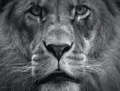 Beau Lion Noir et Blanc Peinture par Numéros