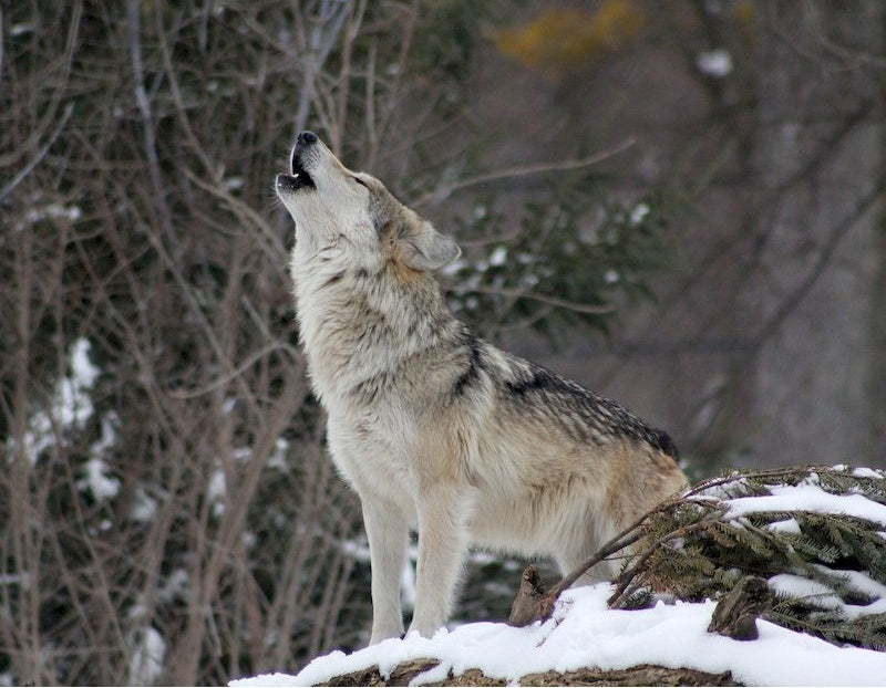 Beau Loup Hurlant dans la Neige Peinture par Numéros