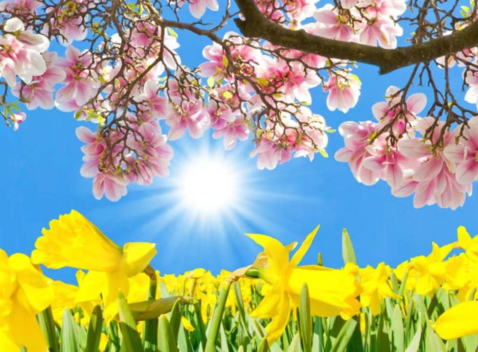 Belles Fleurs et Soleil Peinture par Numéros