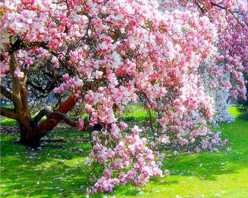 Branches en Fleurs Peinture par Numéros