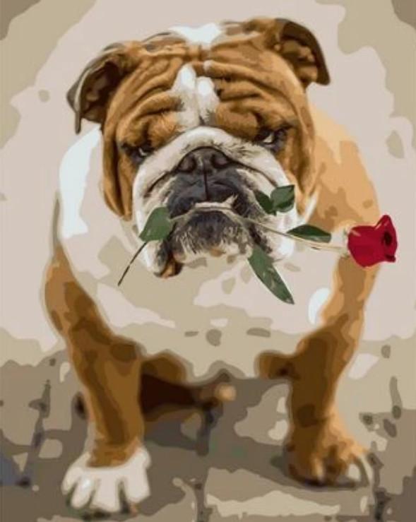 Bulldog avec une Rose Rouge dans la Bouche Peinture par Numéros
