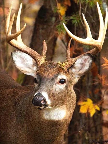 Cerf Charmant Peinture par Numéros