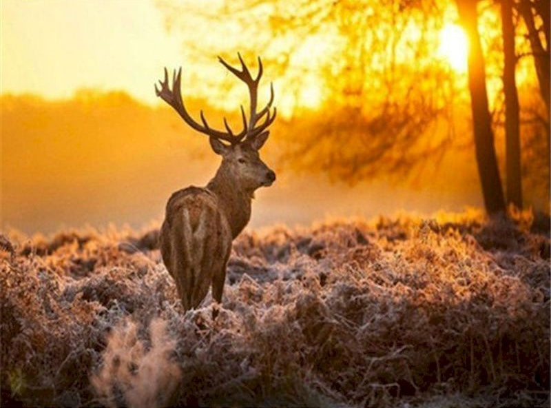 Cerf et le Soleil Peinture par Numéros