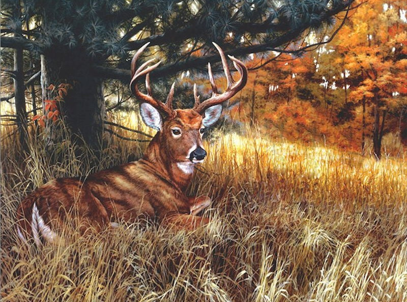 Cerf Ravissant Peinture par Numéros