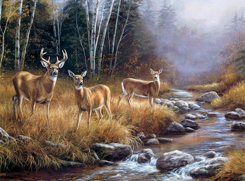 Cerfs au Bord de Ruisseau Peinture par Numéros