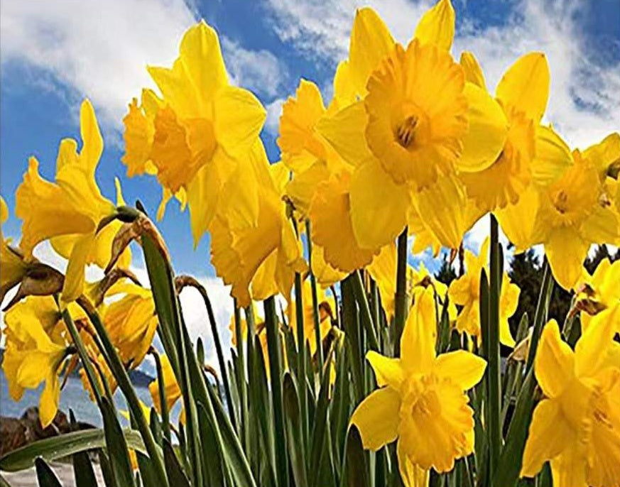 Champ de Fleurs Jaunes Peinture par Numéros