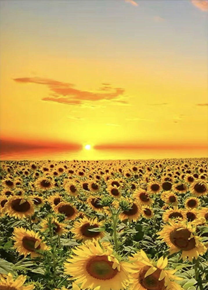 Champ de Tournesol Vivace Peinture par Numéros
