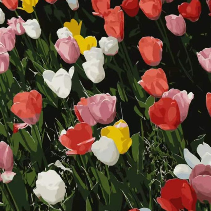 Champ de Tulipes Multicolores Fleur Peinture par Numéros