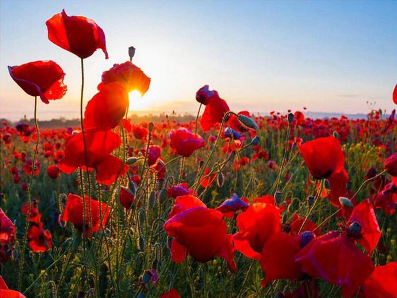 Champs de Coquelicots Rouges Peinture par Numéros