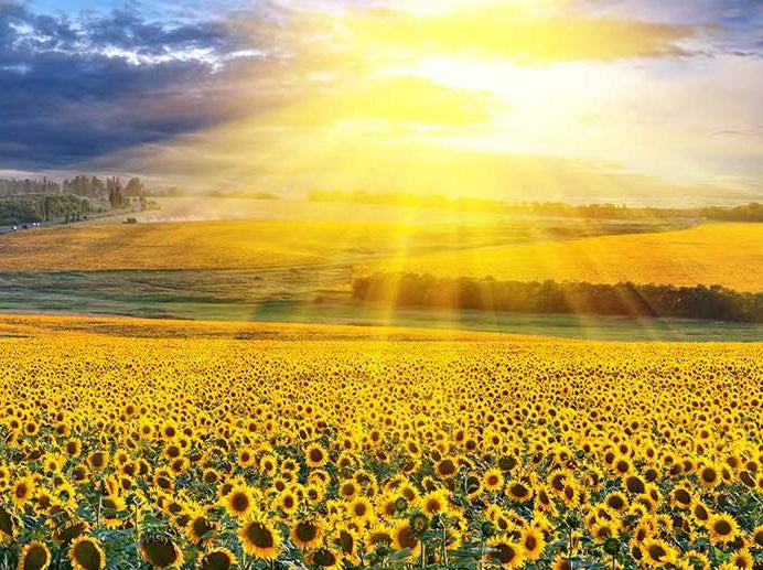 Champs de Tournesol et Soleil Peinture par Numéros
