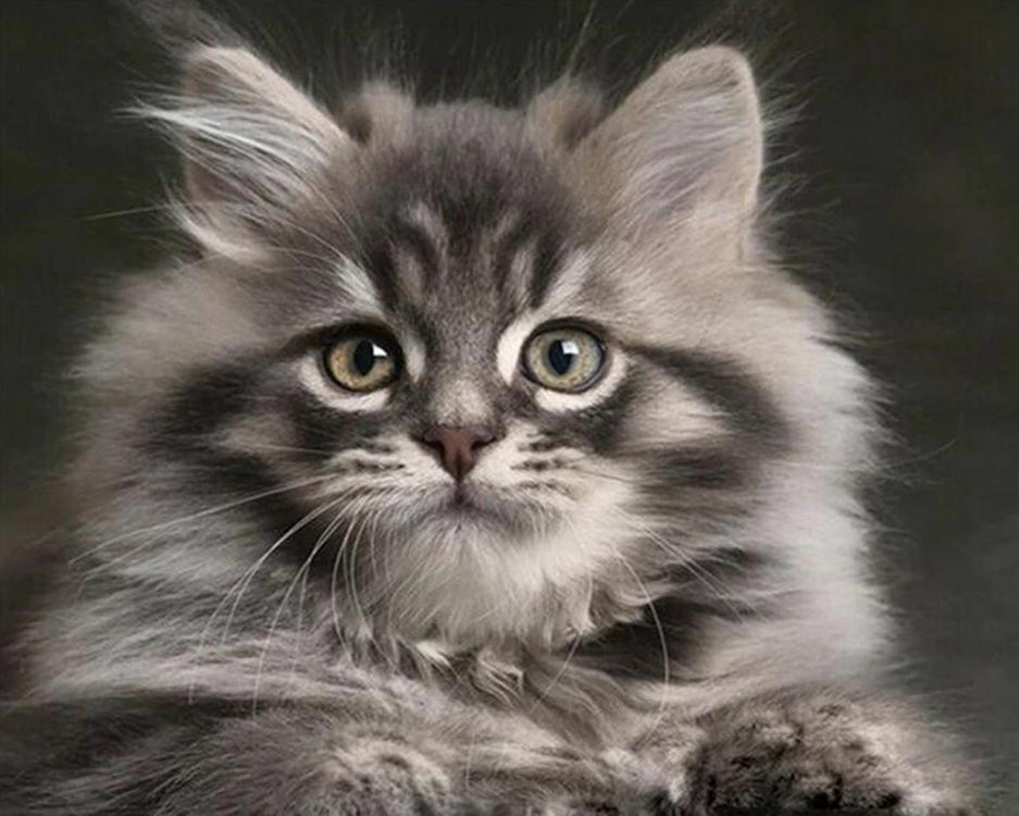 Chat à Poil Long Adorable Peinture par Numéros