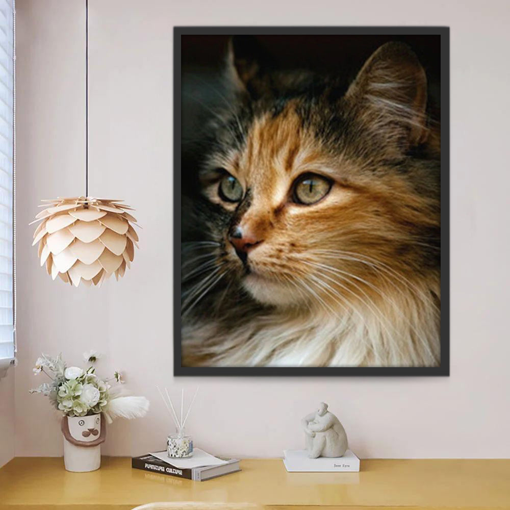 Chat à Poil Long Elegant Peinture par Numéros
