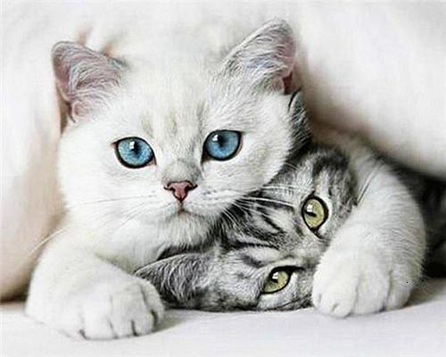 Chat Blanc et Chat Tigré Peinture par Numéros