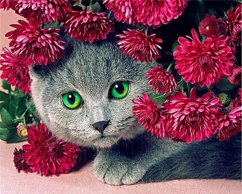 Chat British Shorthair et Chrydanthèmes Roses Peinture par Numéros