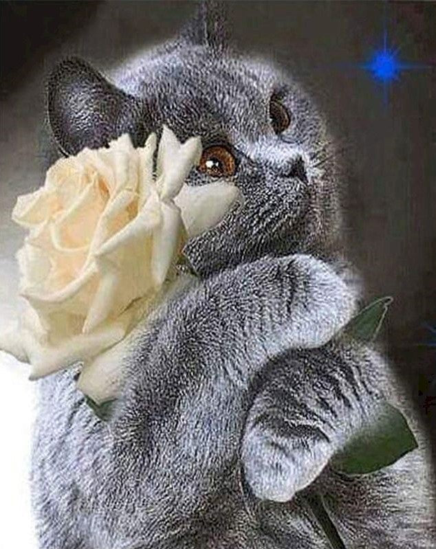Chat British Shorthair Tenant une Rose Blanche Peinture par Numéros