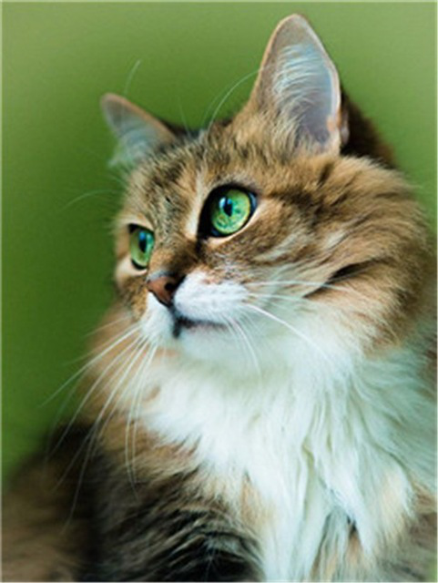Chat Brun à Poil Long aux Yeux Verts Peinture par Numéros