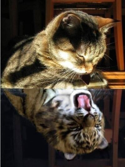 Chat et Tigre Rugit dans le Reflet Peinture par Numéros