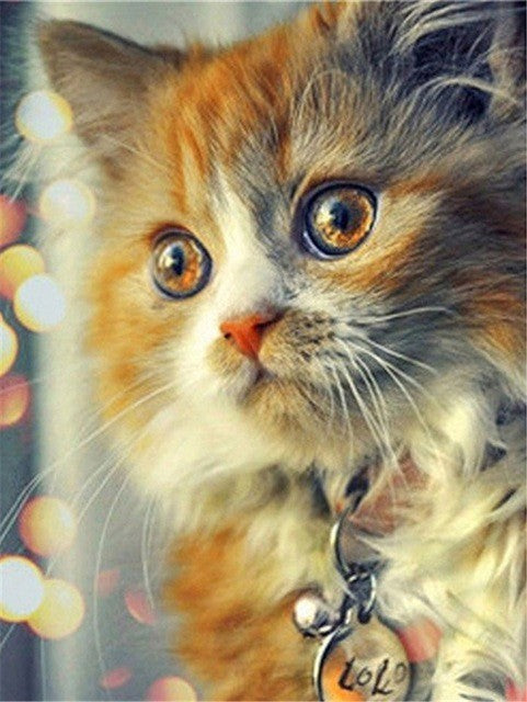 Chat Orange et Blanc Adorable Peinture par Numéros
